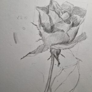 Thursday Adult Beginner's Drawing (NEW 8 lessons)